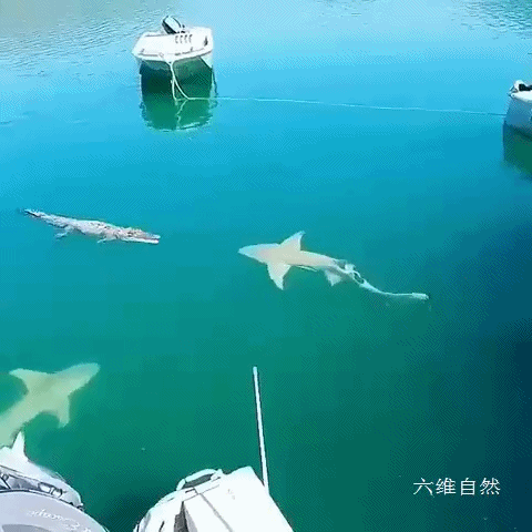 Rookie赛事官方发布问鼎冠军新规，澳大利亚队争议不断！的简单介绍